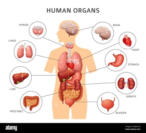 Human Liver Location