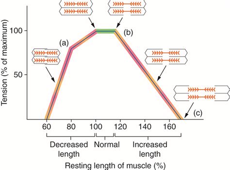 Muscle Length Tension Curve Damien Howell PT