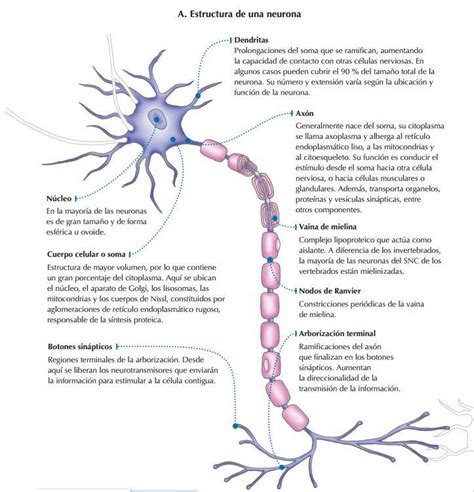 Tumor Maligno Dedo Ndice Mel Dico Funcion De Las Partes De Las