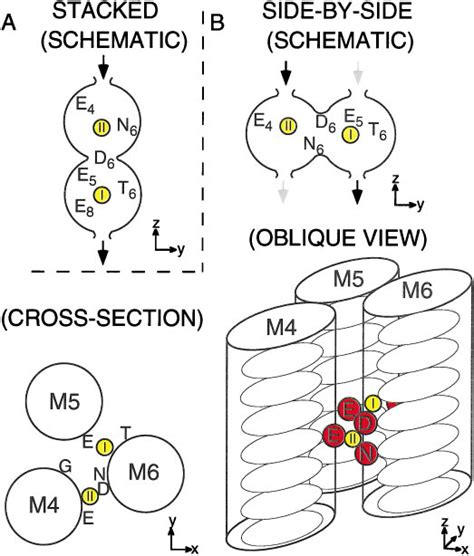 Alternative Models Of The Location Of The Two Ca 2 Binding Sites Within