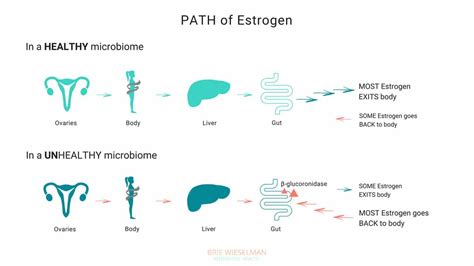 Why Your Gut Health and Microbiome Make-or-Break Your Hormone Balance ...