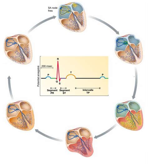 Diagramme De Relation Cycle Cardiaque Ecg Quizlet