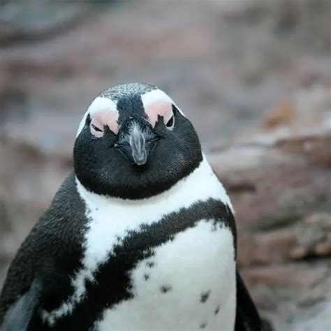 African Penguin - Facts, Diet, Habitat & Pictures on Animalia.bio