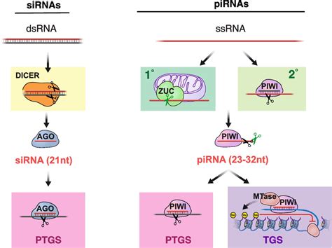 Similarities And Differences Between SiRNA And PiRNA Pathways Small