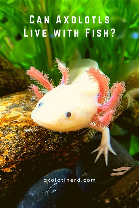 Axolotl Tank Size For 1 - Mine Aquarium