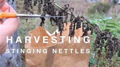 Harvesting Stinging Nettle Seeds On How To Grow A Garden With Scarlett