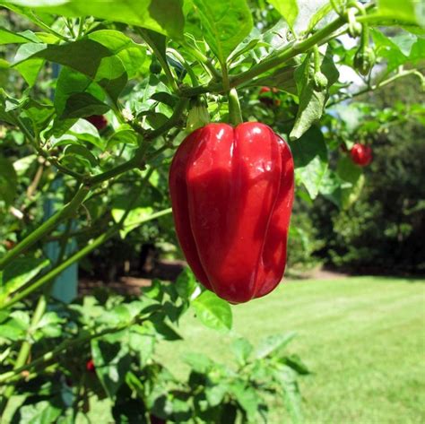 Ghost Pepper Star Nursery Garden And Rock Centers