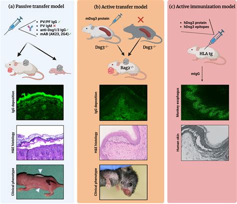 Frontiers Mouse Models Of Pemphigus Valuable Tools To Investigate