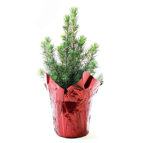 Holiday Spruce Centerpiece Arbor Day Foundation