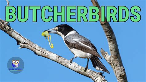 Butcherbirds In Australia The Executioners Of The Bird World Youtube