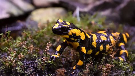 Tierpark Hellabrunn Unterst Tzt Den Amphibien Fonds Tierpark Hellabrunn