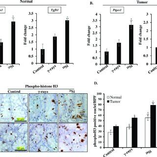 Greater Increase In Pro Inflammatory Gene Expression And Mitotic Cell