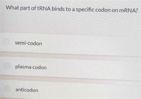 Solved: What part of tRNA binds to a specifc codon on mRNA? semi-codon ...