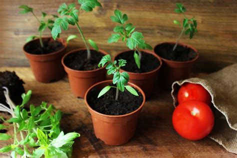 How To Germinate Tomato From Seeds Faster Happiness Tomato