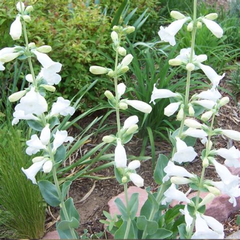 Colorado Native Plants | The Benefits of Growing Native Plants | Nicks ...