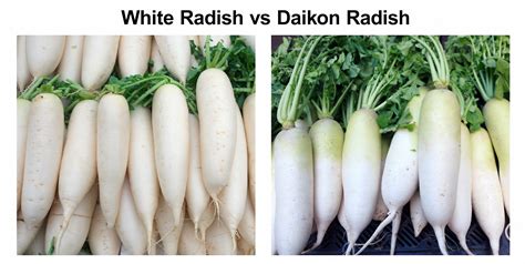 White Radish Health Benefits, Nutrition Facts – Radish benefits