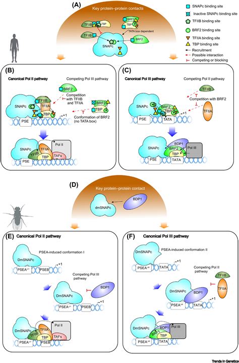 How To Recruit The Correct Rna Polymerase Lessons From Snrna Genes Trends In Genetics