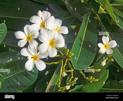 Plumeria Alba Hi Res Stock Photography And Images Alamy