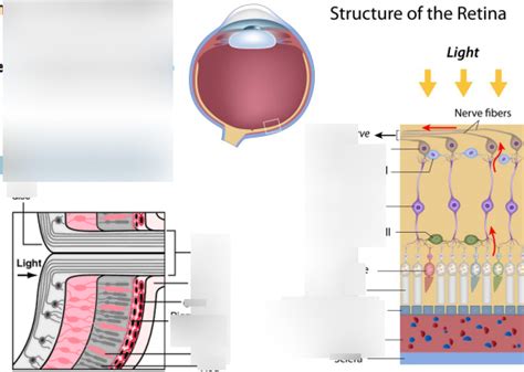 Structure Of The Retina Diagram Quizlet