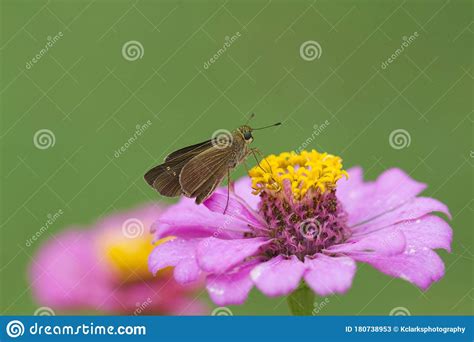 Flor De Zinnia Rosa Y Mariposa De Skipper Oscuro Imagen De Archivo