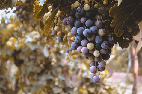 Grapes on Vineyard during Daytime · Free Stock Photo