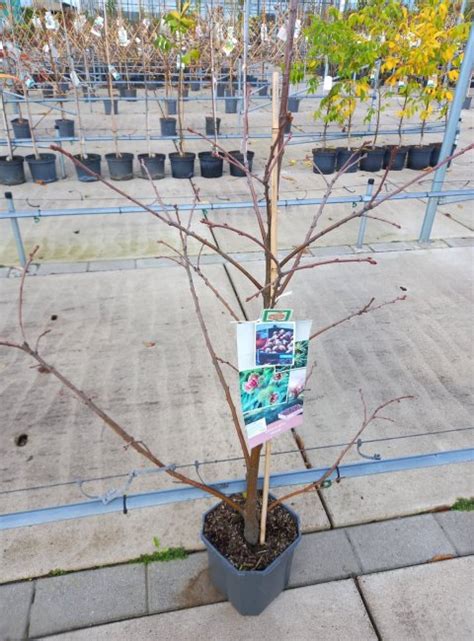 Tamme Kastanje Vanaf Patiobomen Fruitbomen Net