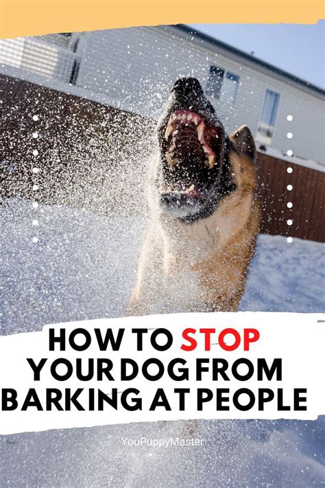 how to teach dog to stop barking