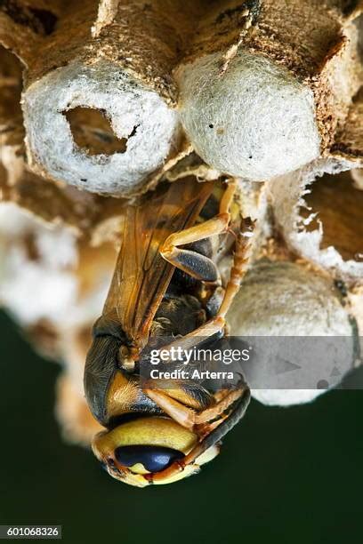 167 European Hornet Nest Stock Photos, High-Res Pictures, and Images - Getty Images