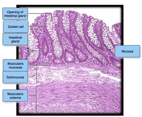 Flashcards Digestive System Quizlet