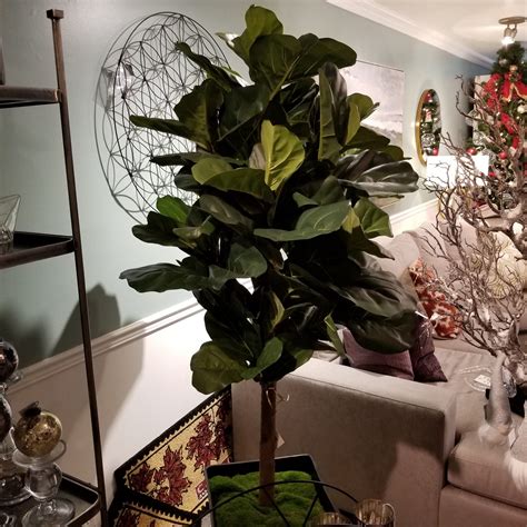 Fiddle Leaf Fig Tree 6 Ft High Acanthus Interiors