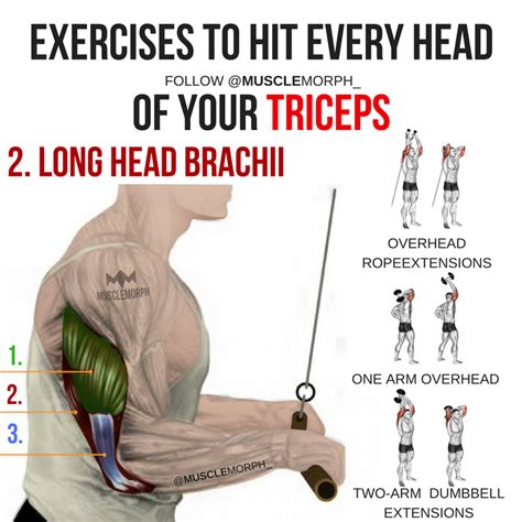 Unlock Your Muscle Potential With Long Head Tricep Exercises