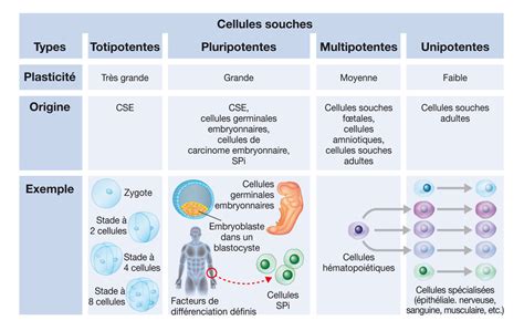 Diagramme De Cellules Souches Embryonnaires