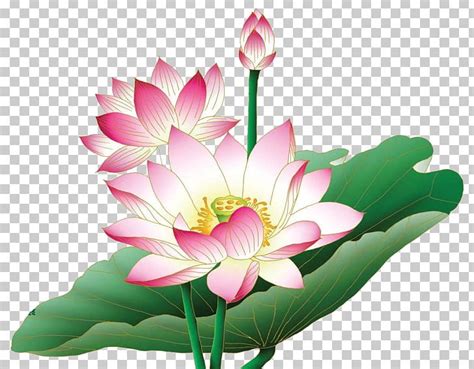 Nelumbo Nucifera Egyptian Lotus Flower PNG Clipart Aquatic Plant