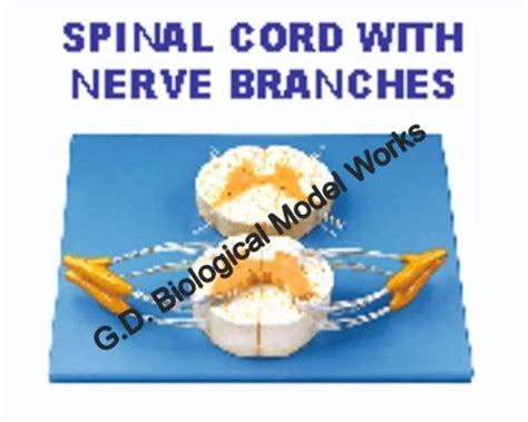 Nerve Ending Synapses Model Neuron Model Spinal Cord With Nerve