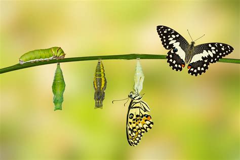 Pupa stage - Caterpillar to Butterfly Entrepreneurship