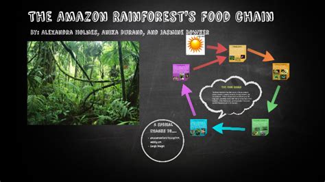 The Amazon Rainforest's Food Chain by Alexandra Holmes on Prezi