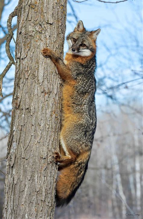 Gray Fox Climbing a Tree in 2024 | Wild animals pictures, Grey fox ...