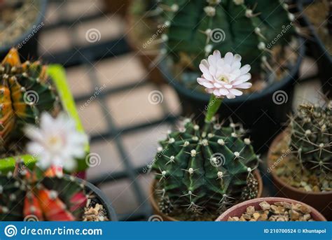 Gymnocalycium Sp Cactus And And Flower In Pot Stock Photo Image Of