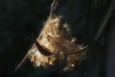 Seeds of Oleander Photograph by Lorenzo Williams - Fine Art America