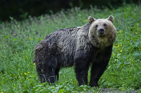 Europäischer Braunbär Europese bruine beer Ursus arctos Flickr