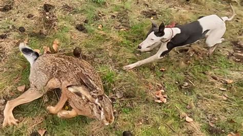 Galgos Vs Liebres Vs Conejos Segunda Cacer A De Los Whippet Youtube