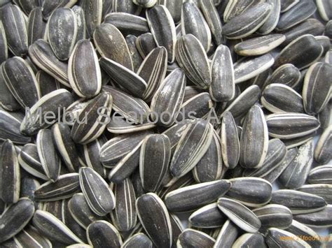 Human Favourite Hybrid Sunflower Seeds 5009 With Best Pricenorway