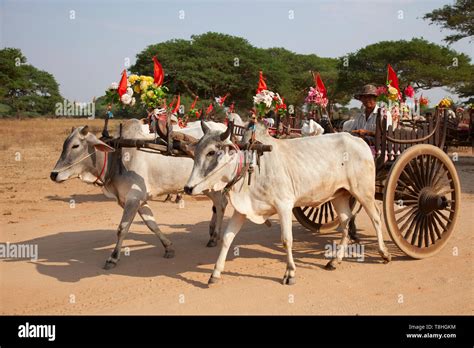 Cart With Oxen Festivity Dressed Old Bagan Village Area Mandalay