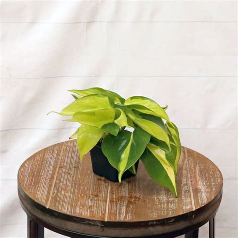 LIVE 3 Inch Pot Brazilian Philodendron Scandens Brazil Variegated