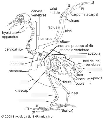 EEB 111 Bird Anatomy Diagram | Quizlet