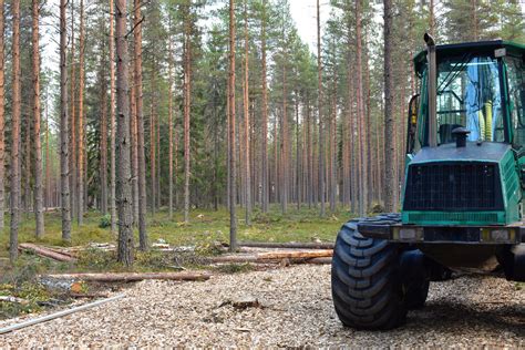 Was Passiert Bei Der Holzernte Im Wald Wald Quest