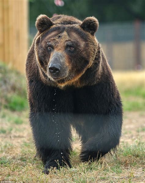 Ussuri Brown Bear