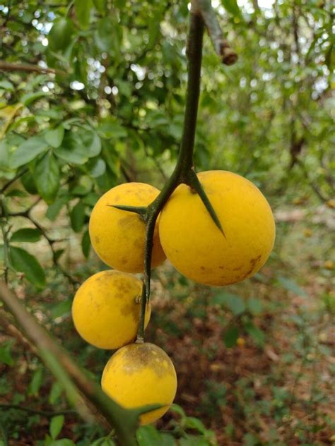 15 FLYING DRAGON HARDY ORANGE SEEDS Poncirus Trifoliata Var Monstrosa