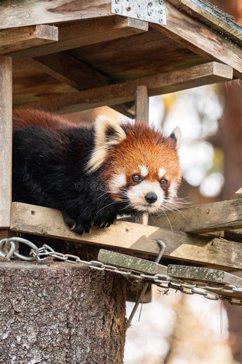 Cute Red Panda Living in a Zoo in Japan with Tree Branch and Ground ...