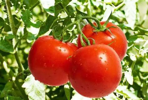 Secretos Para Cultivar Tomates Con éxito La Jardinoteca